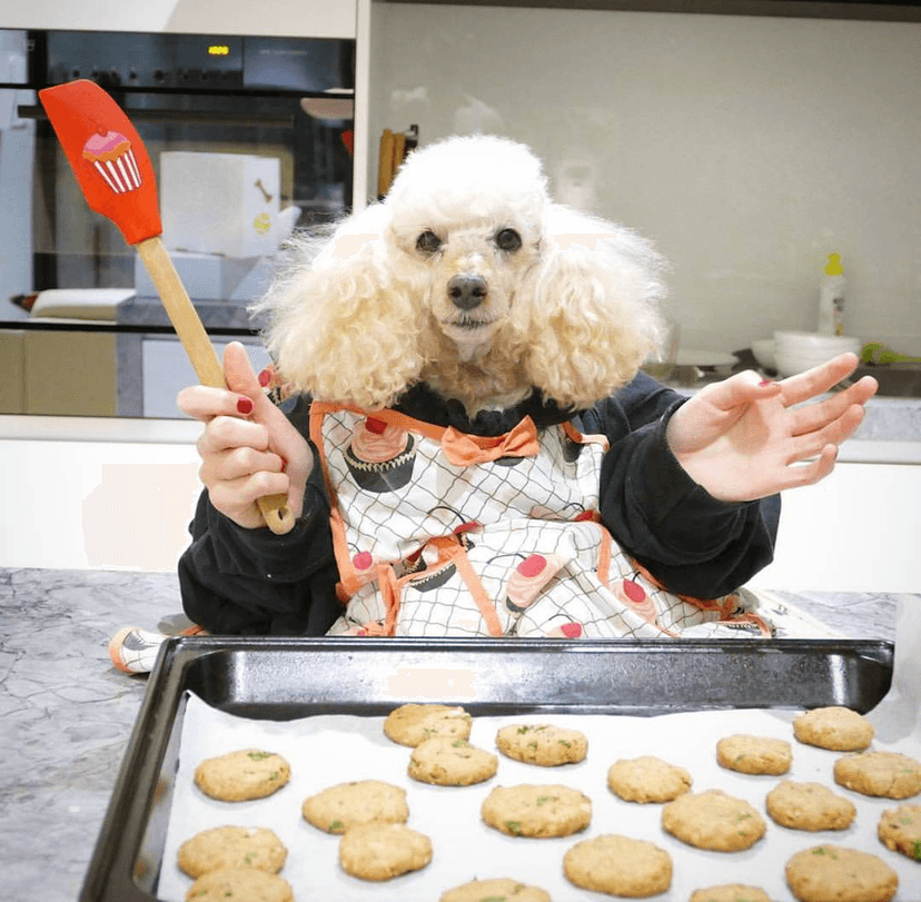 Dog Cooking Lessons